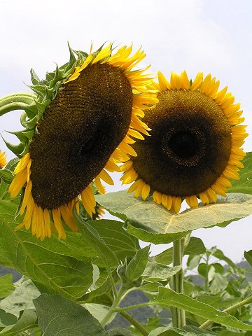 ������̂Ђ܂�蔨