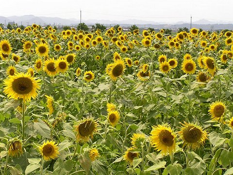 �Ђ܂��̋u����