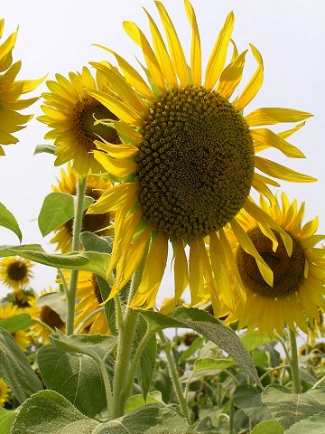 �Ђ܂��̋u����