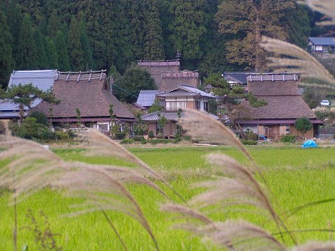 ����Ԃ��̗�