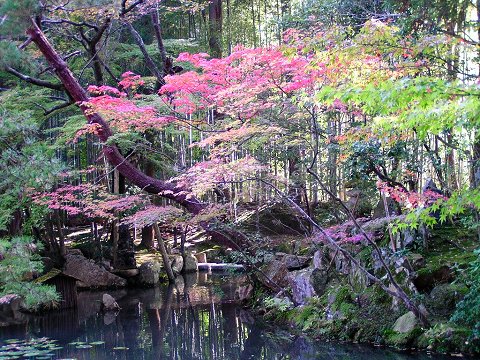 �V�����뉀