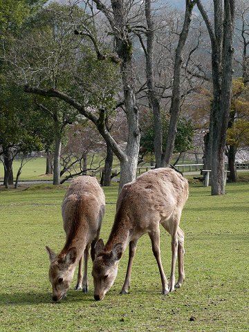 �ޗǌ����̎�