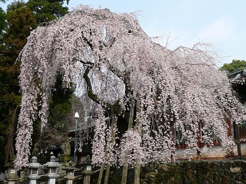 �X���_�Ђ̎}�����