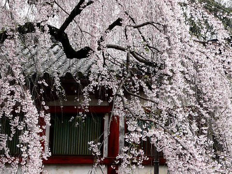 �X���_�Ђ̎}�����