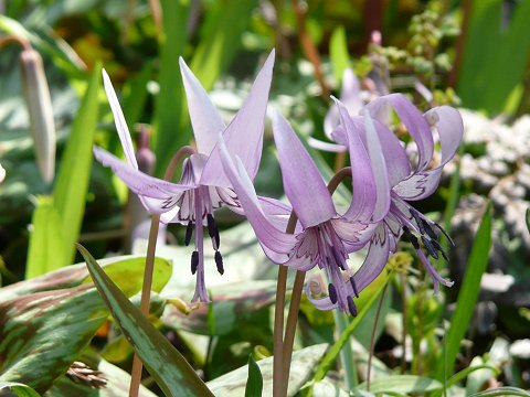 �J�^�N���̉�