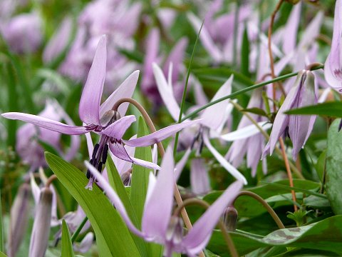 �J�^�N���̉�