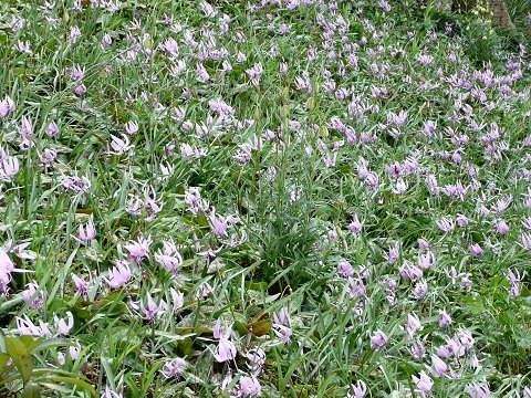 �J�^�N���̉�