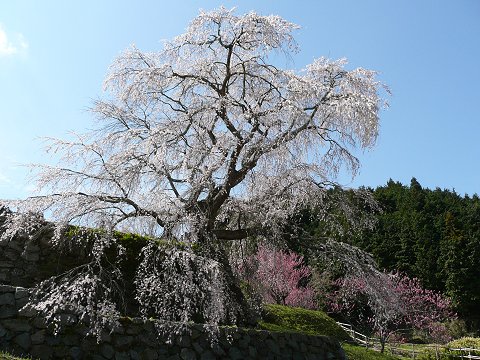 �����q��