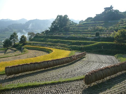 �������@��̒I�c