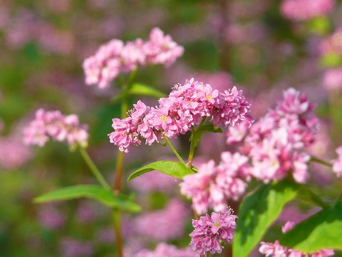 �������@�ԋ���