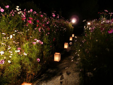 �ʎ᎛�@���C�g�A�b�v