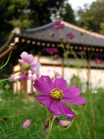 ���{����@