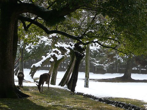 �ޗǌ����̎�