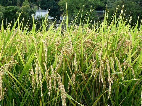 �ꌾ��_�БO�̓c��