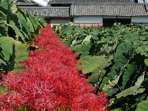 ����Ó��̔ފ݉�