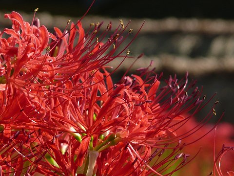 ����Ó��̔ފ݉�