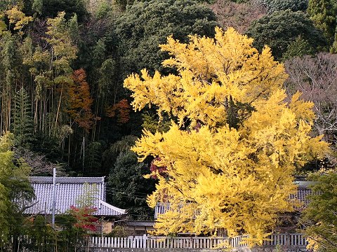 �ꌾ��_�Ђ̓����