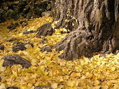 �O���_��