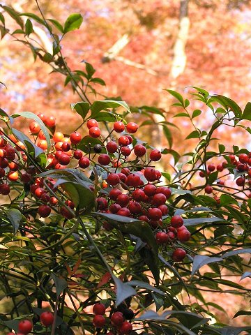 ����̃i���e��