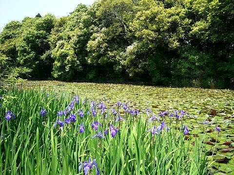 �֔V�Q����