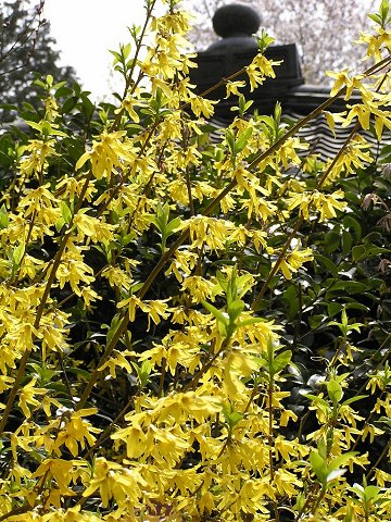 �s�ގ��̃����M���E