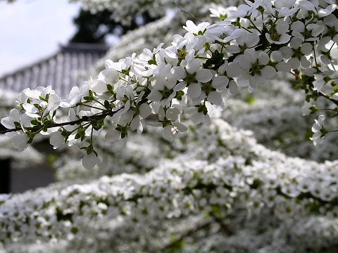 �C�������̐��