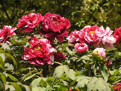 ���J�����O