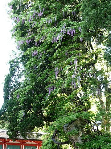 �t����Ё@��