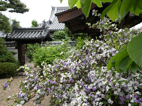 �l�鎛�@�}�c���J