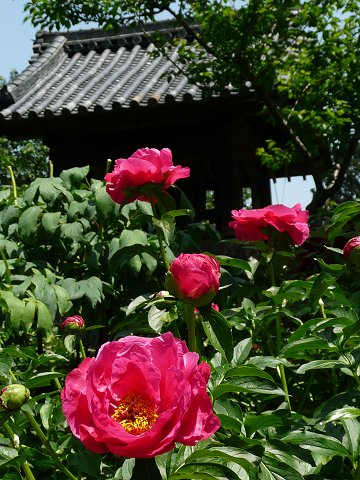 �Ό����@䉖�