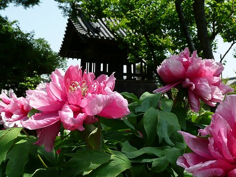 �Ό����@���O