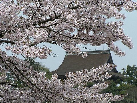 ����{���猩��������