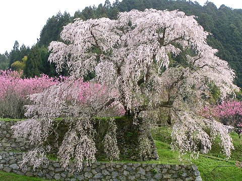 �{���̖����q��