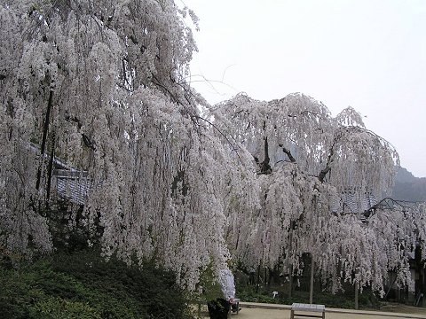 ��쎛�̏�����