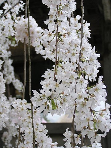 ��쎛�̏�����