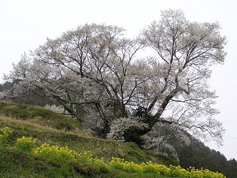 �������̐�N��