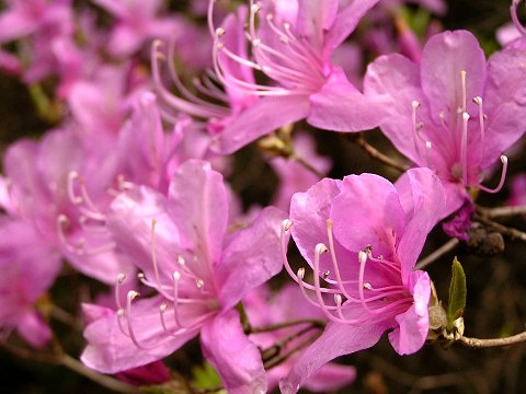 �呠���̑呠�c�c�W