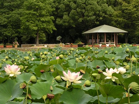 �����A�����̘@