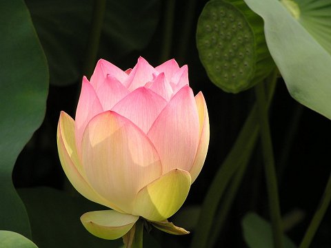 �����A�����̘@