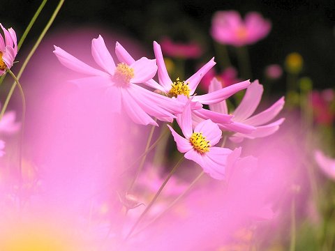 �R�X���X�̗�