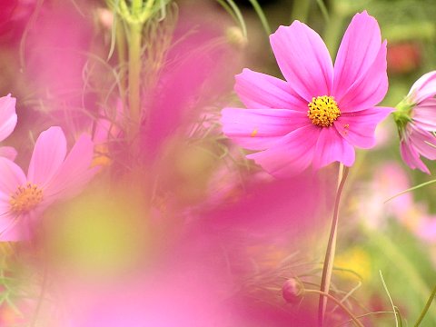 �R�X���X�̗�