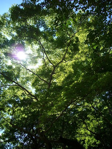 �������̂��݂�