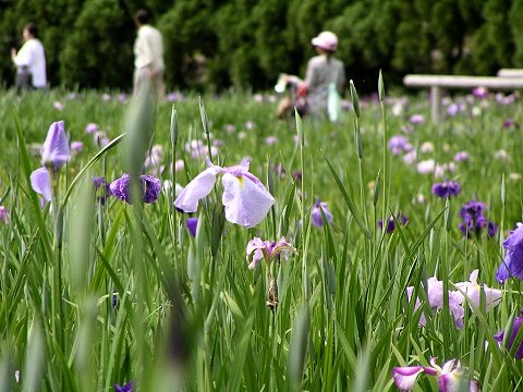 �Ԃ��傤��