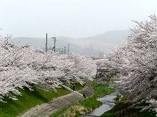 佐保川堤の桜並木