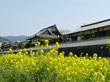 橘寺の菜の花