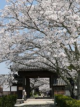 橘寺の桜