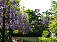 子安地蔵寺の庭園