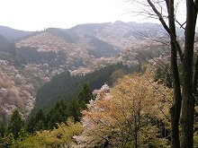 吉水神社からの眺望