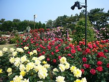 浜寺公園の中央花壇