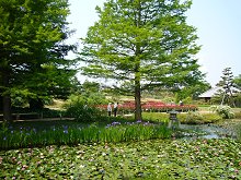 浜寺公園のばら庭園